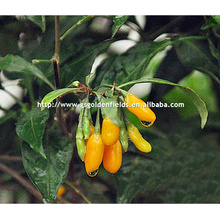 желтый саженцы ягоды годжи с мощной корневой системой из Китая